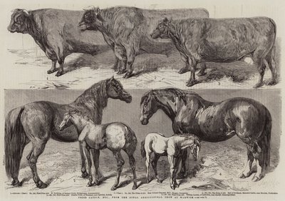 Prize Cattle, etc, from the Royal Agricultural Show at Warwick by Harrison William Weir
